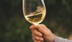 Chardonnay - vinul cu o mie de chipuri